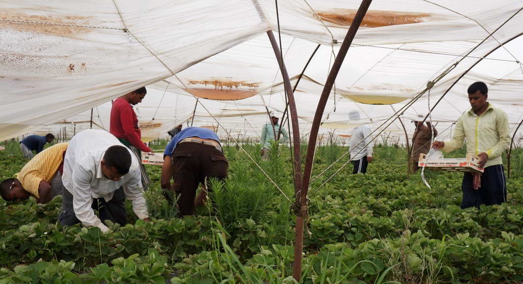 Καταδικαστική απόφαση για τις “ματωμένες” φράουλες στη Μανωλάδα