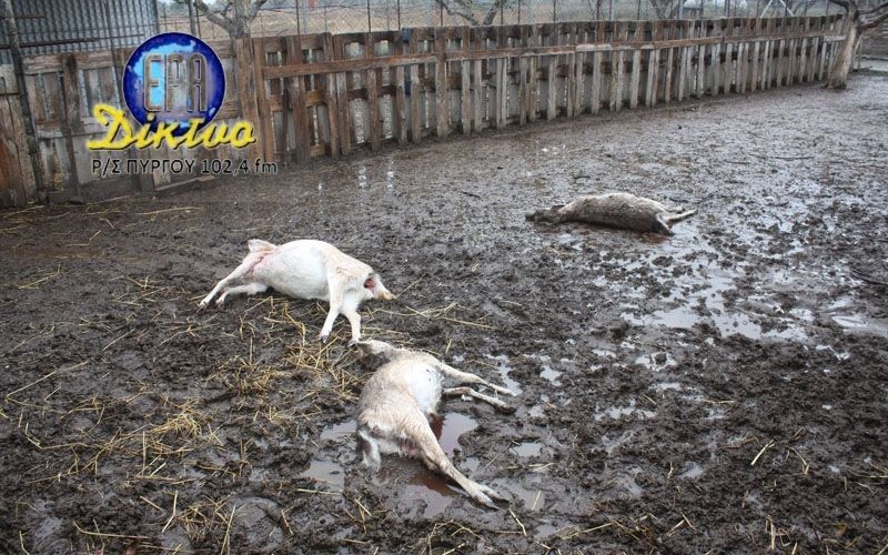 ΕΡΤ ΠΥΡΓΟΥ:Σκύλοι κατασπάραξαν ελάφια