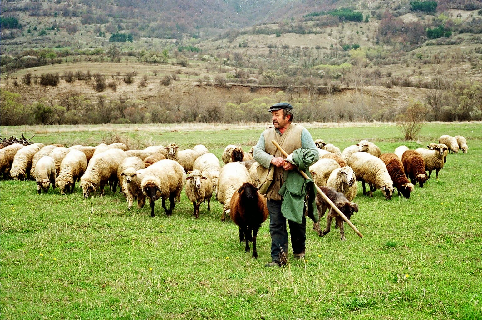 Γρεβενά: «Χρυσάφι» η μαγιάτικη φέτα