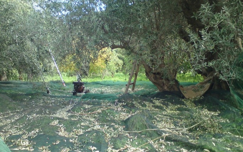 ΕΡΤ ΠΥΡΓΟΥ:Μάζεψαν τις ελιές από ξένο χωράφι