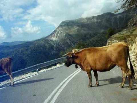 ΕΡΤ Ιωαννίνων: Διαμαρτυρία κατοίκων Άρτας για τα αδέσποτα βοοειδή