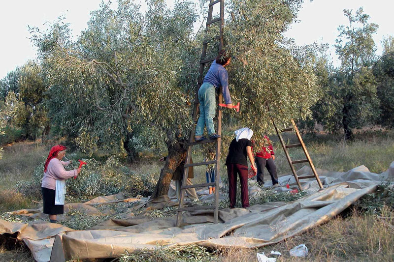 Κέρκυρα: Σύσκεψη για τα ελαιοτριβεία