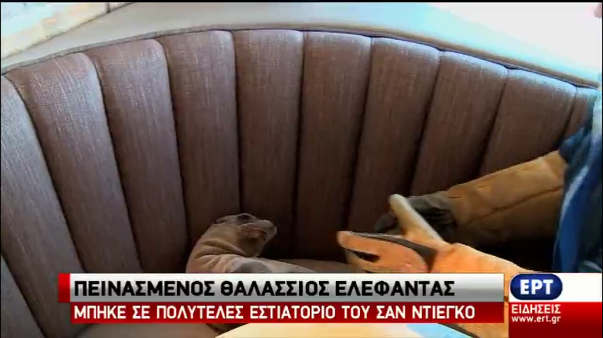 Πεινασμένος θαλάσσιος ελέφαντας σε… εστιατόριο του Σαν Ντιέγκο (vid)