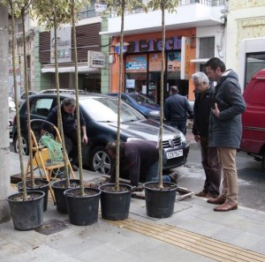 Χανιά: Δενδροφυτεύσεις στην οδό Αποκορώνου