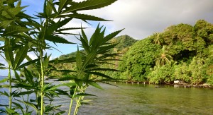Tahiti Canabis 