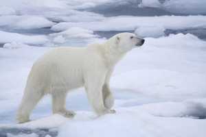 The polar bear 2