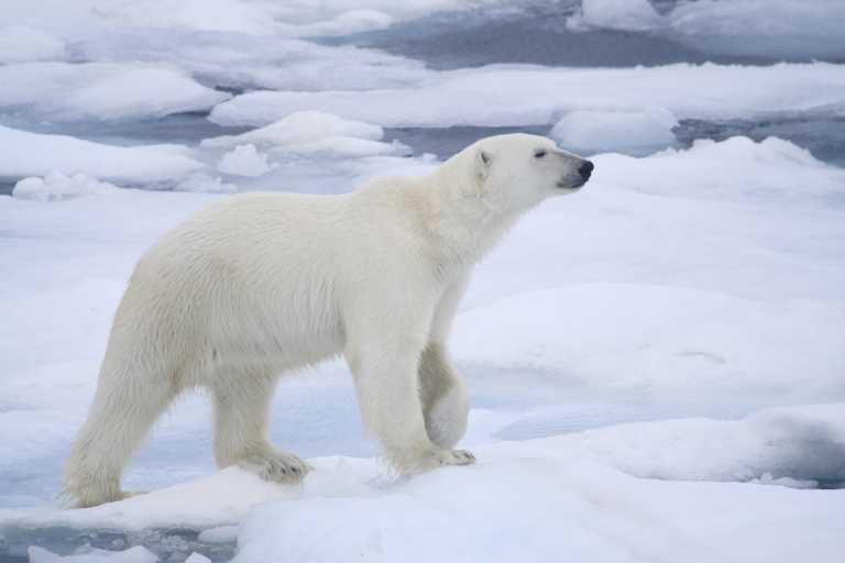 Πολική Αρκούδα πέθανε σε ζωολογικό κήπο στη Ρωσία – Έφαγε και παιγνίδι που της πέταξαν