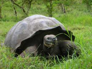 The tortoise 1
