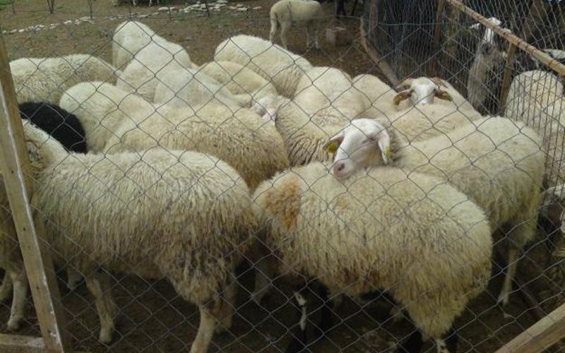 ΕΡΤ ΠΥΡΓΟΥ:Ρήμαζαν τα κοπάδια…