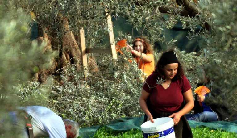 Χανιά: Παρέμβαση Βάλιας Βαγιωνάκη για δακοκτονία