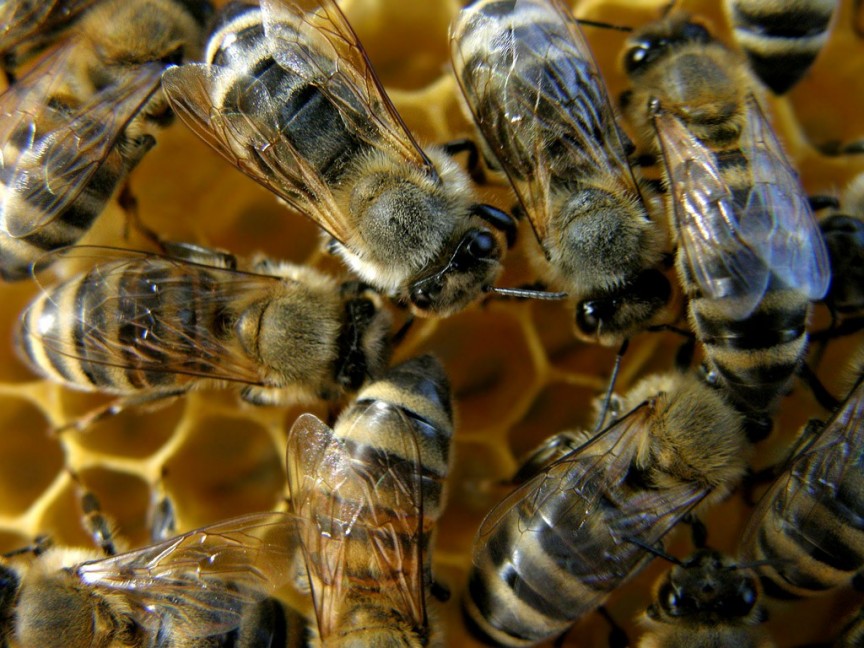 Πανδημία αφανίζει τις μέλισσες του πλανήτη  