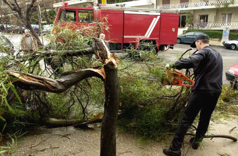 Χανιά: Κλάδεμα δέντρων στην οδό Μ. Μπότσαρη