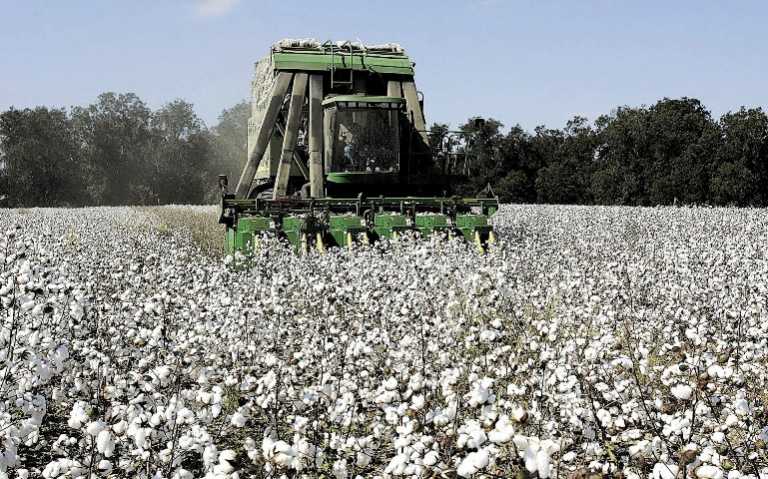 Έβρος: Μείωση πλαφόν για βαμβακοπαραγωγούς του Έβρου και τ παράταση της εκκοκκιστικής περιόδου 2014-2015 ζητά η βουλευτής ΣΥΡΙΖΑ Ν. Γκαρά