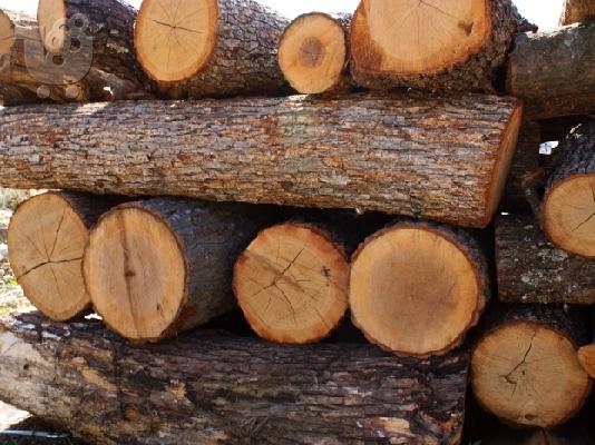Σε άπορους η ξυλεία δένδρων που κόβονται από τον Δήμο Καρδίτσας