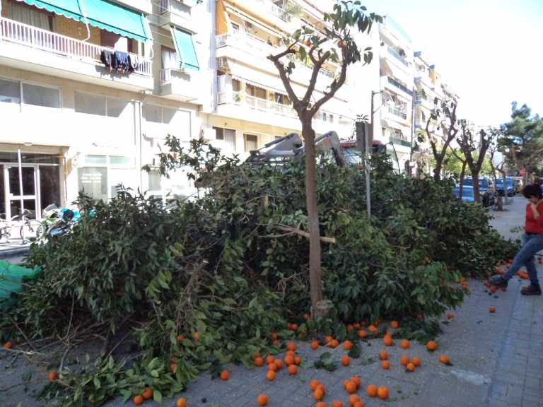 Βόλος: Περιβαλλοντική Πρωτοβουλία: “Πετσοκόβουν” τα δέντρα τα συνεργεία του Δήμου