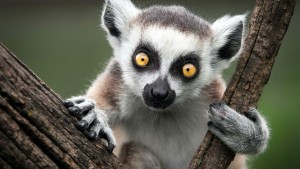 Lemur (3)