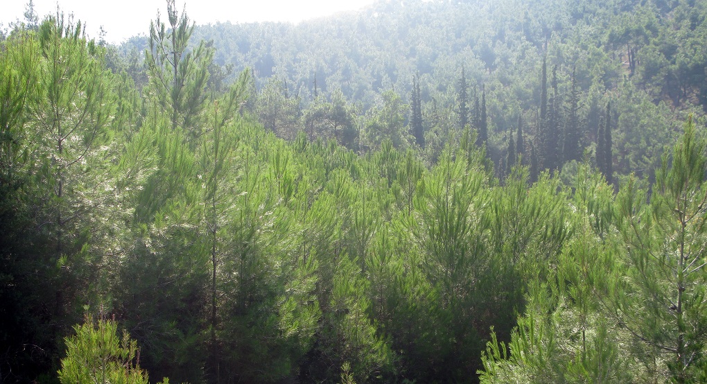 Επιταχύνεται η διαδικασία ολοκλήρωσης των δασικών χαρτών (vid)