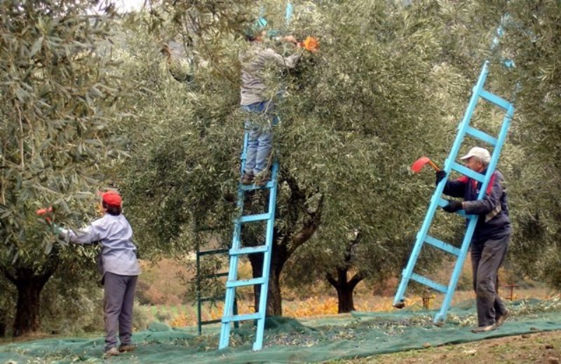 Μαγνησία: Δικαιώθηκαν 2000 αγρότες του Πηλίου για τις ενστάσεις για την ενιαία ενίσχυση