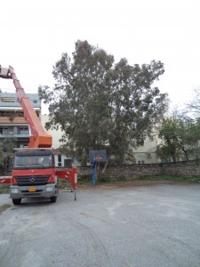 ΔΕΝΤΡΟ ΜΗ ΚΛΑΔΕΜΕΝΟ