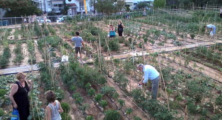 Χανιά: Νέα καλλιεργητική περίοδος  του Δημοτικού Λαχανόκηπου