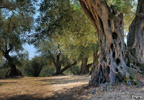 Κέρκυρα: Τον Απρίλιο οι επιδοτήσεις στους ελαιοπαραγωγούς