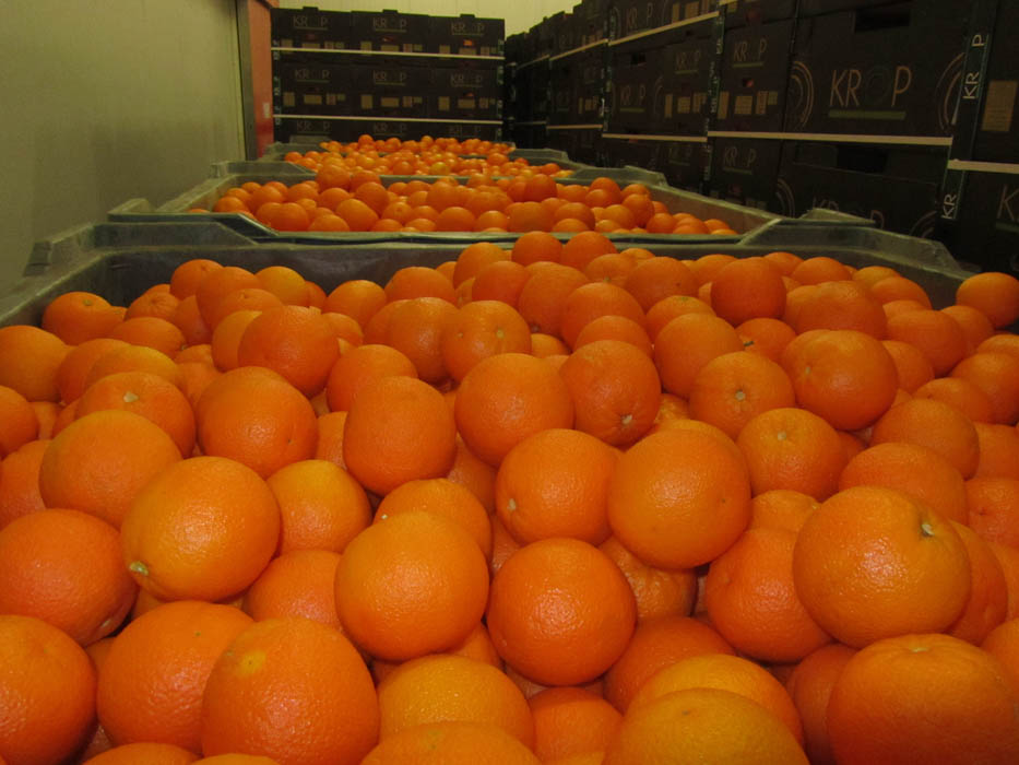 Φλώρινα: Διανομή πορτοκαλιών και ακτινιδίων