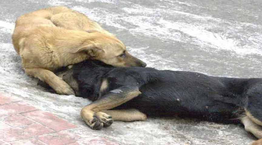 Πάτρα: Απίστευτη αγριότητα….από  ιερέα !