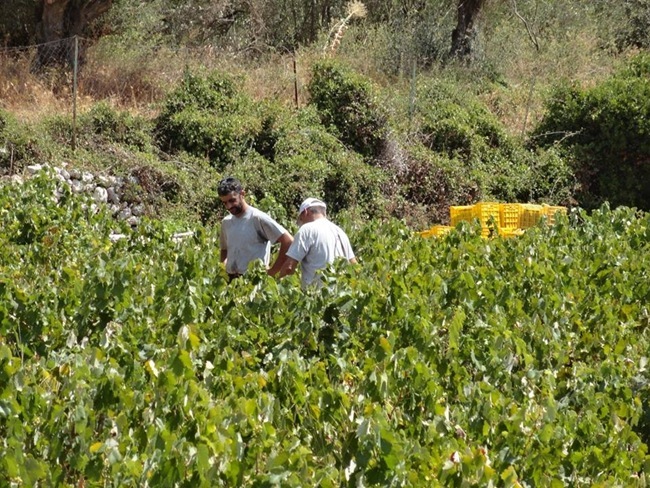 ΕΡΤ ΖΑΚΥΝΘΟΥ: Περιφερειακή Ενότητας Κεφαλονιάς: Αιτήσεις χορήγησης αδειών οινοποιήσιμων ποικιλιών αμπέλου