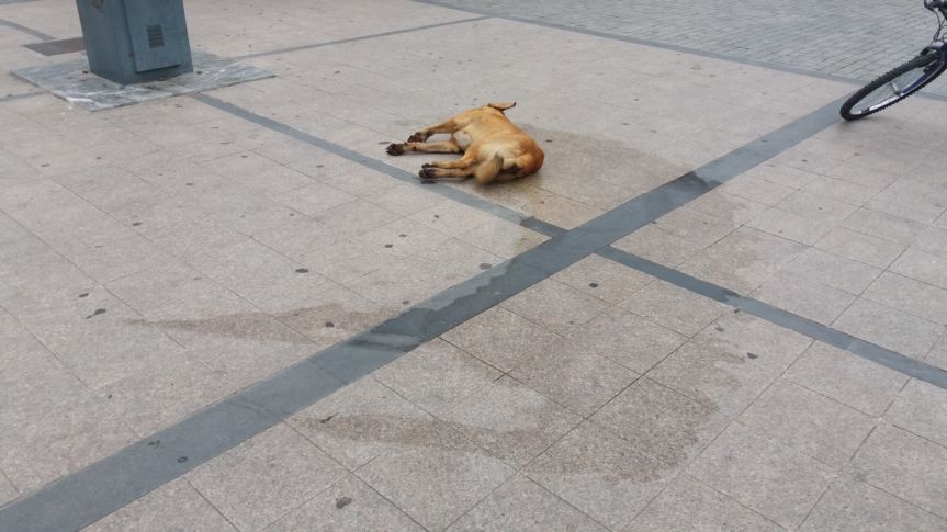 Έριξαν φόλα στην τυφλή σκυλίτσα που είχε διανύσει 10 χλμ στη Νάουσα