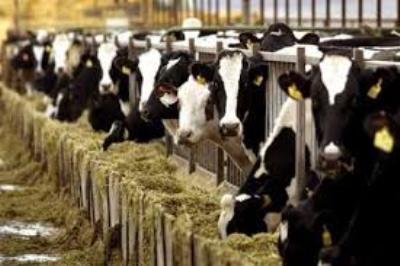 Σέρρες: Μεγάλη ζημιά στην κτηνοτροφία του Νομού Σερρών