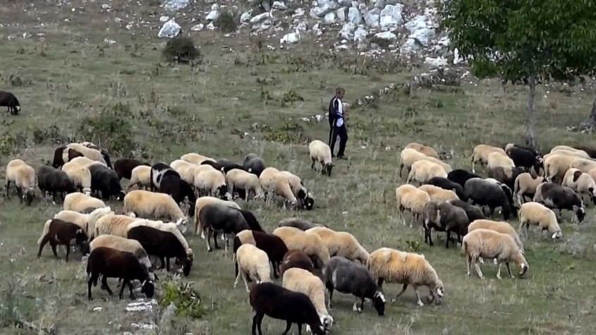5.500 πρόβατα  της Ροδόπης στο έλεος του Θεού από τη Θεομηνία του Ηφαιστίωνα