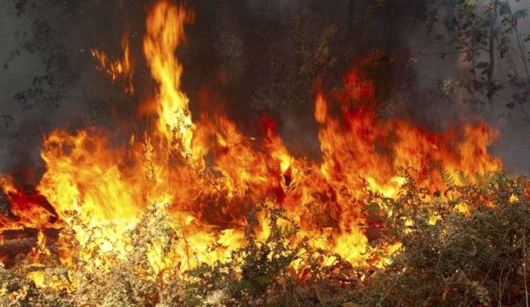 Βόλος: Φωτιά έκαψε δάσος και ελαιοπερίβολα