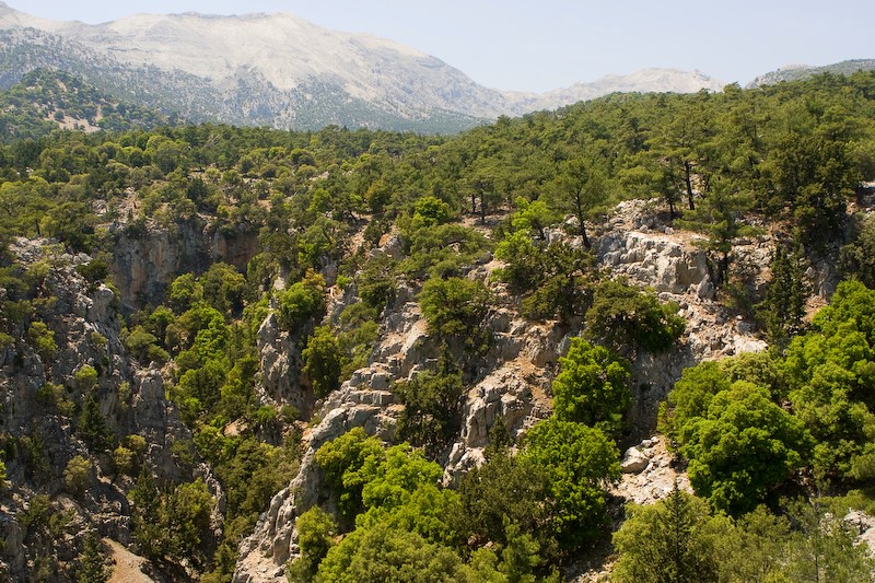 Χανιά: 70 στρέμματα – κάρβουνα στο Σελακάνο Ιεράπετρας – Υπό μερικό έλεγχο η πυρκαγιά