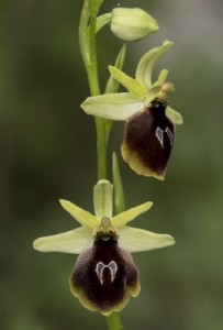 Η ενδημική ορχιδέα Ophrys climacis (Φωτ. Νίκος Πέτρου).