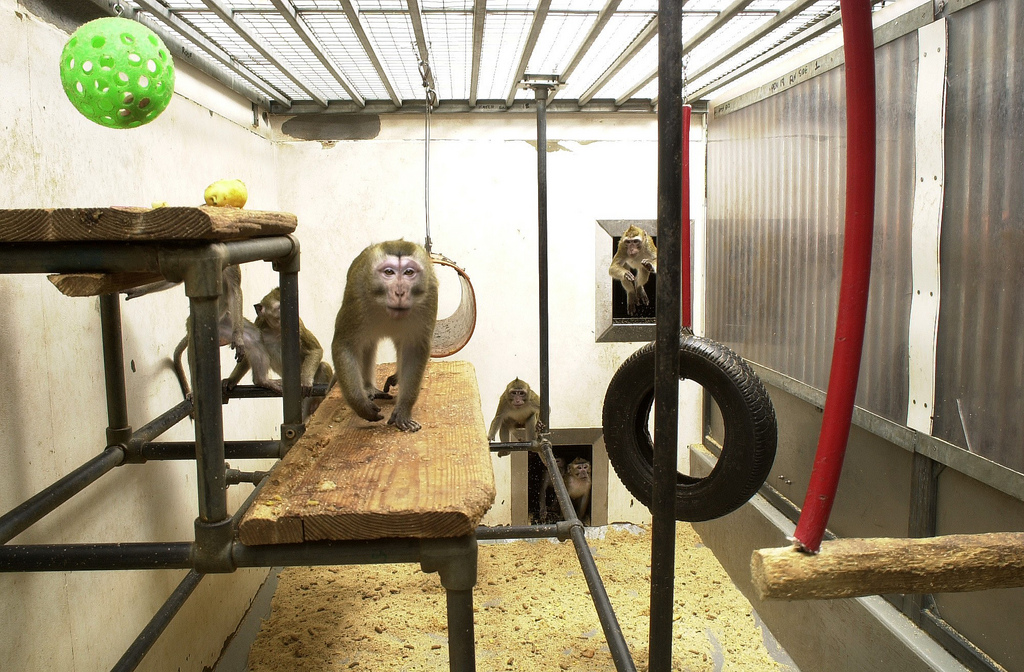 Λέμε “όχι” στα πειραματόζωα -Παγκόσμια Ημέρα Κατάργησης Πειραμάτων σε Ζώα