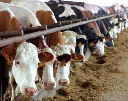 Σέρρες: Σε καραντίνα λόγω οζώδους δερματίτιδας
