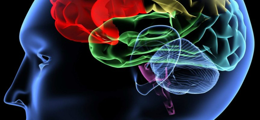 Επιστήμονες δημιούργησαν τον πρώτο “άτλαντα” του εγκεφάλου