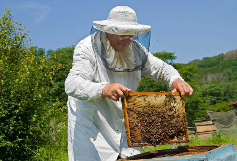 Σουφλί: Πρόγραμμα εκπαίδευσης μελισσοκόμων διοργανώνει η “Κυψέλη”