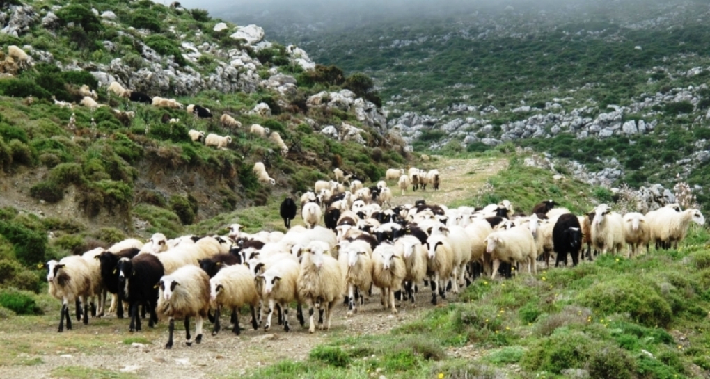 Ηράκλειο: Βρήκαν τα κλεμμένα πρόβατα