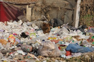 puppy playing in rubbish