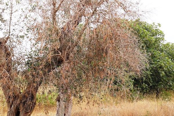 ΕΡΤ ΠΥΡΓΟΥ:Ημερίδα  για το Xylella Fastidiosa