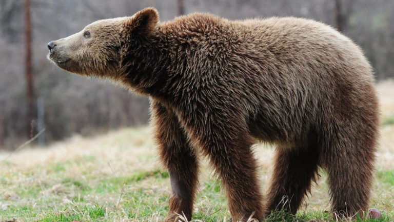 Αρκούδα με τα μικρά της “έκοβε” βόλτες στη Δροσοπηγή