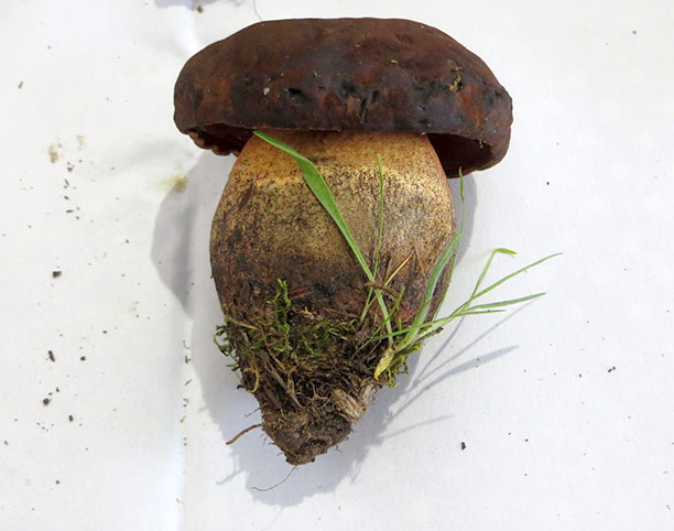 boletus-edulis