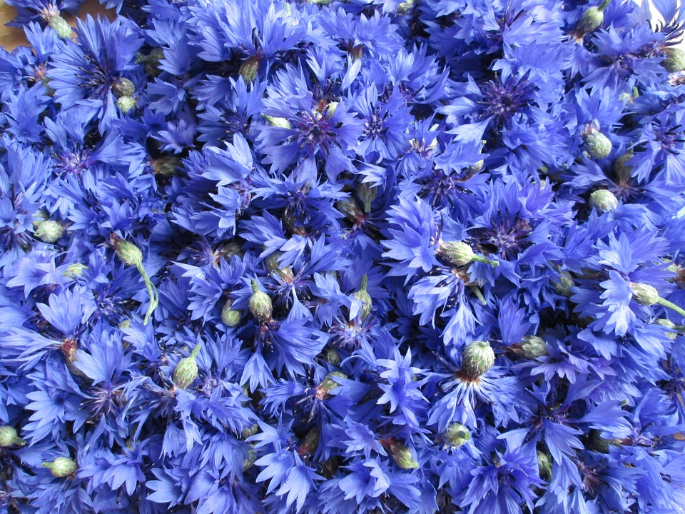cornflowers-449819_960_720