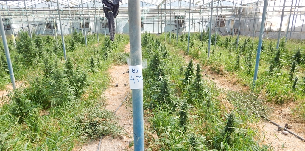 Λασίθι: Συλλήψεις για καλλιέργειες κάνναβης