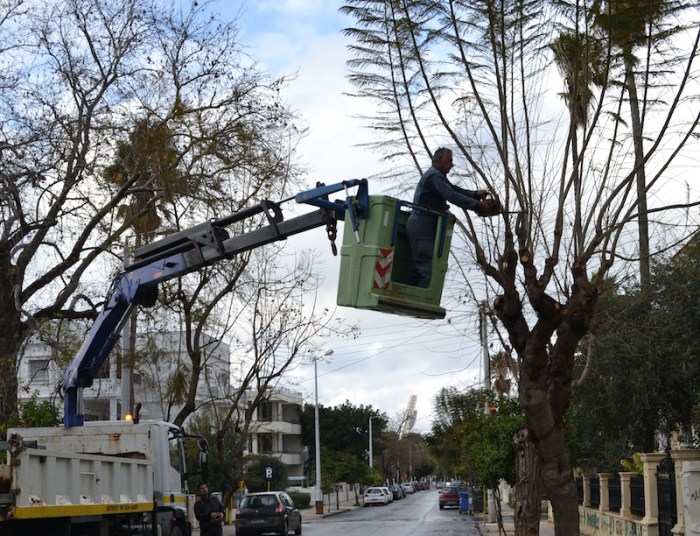 Χανιά: Κλάδεμα δέντρων στις οδούς Κύπρου και  Ζυμβρακάκηδων