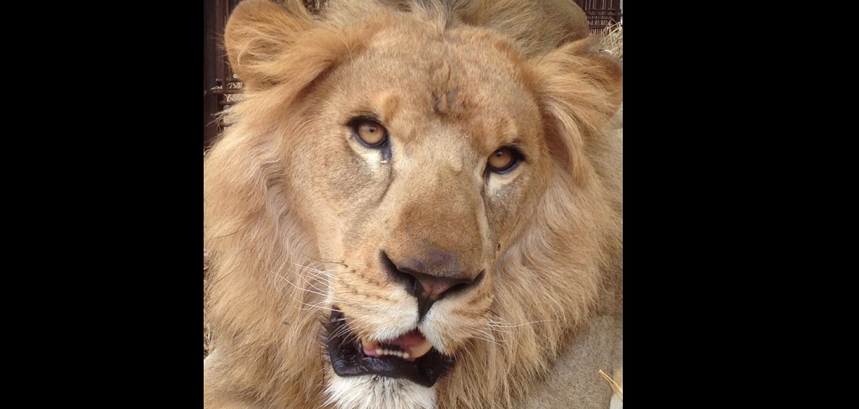 Καταφύγιο στη Νότια Αφρική για 33 λιοντάρια που διασώθηκαν από τσίρκο σε Κολομβία και Περού (video)