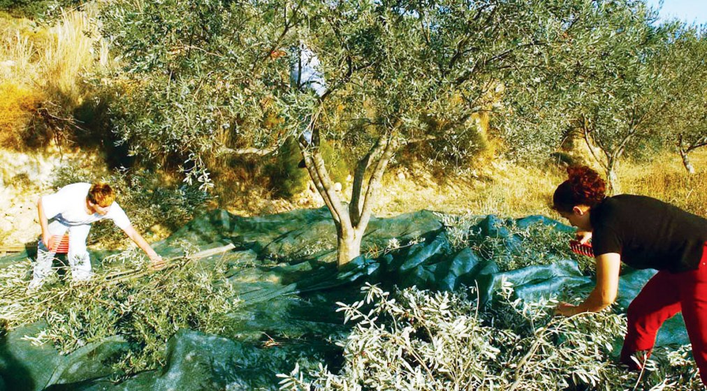 Ηράκλειο: Ημερίδες για την οικοτεχνία και τους νέους αγρότες