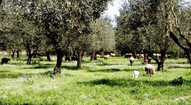 Ηράκλειο: Έσπασαν με μαγκούρες το φαρμακείο