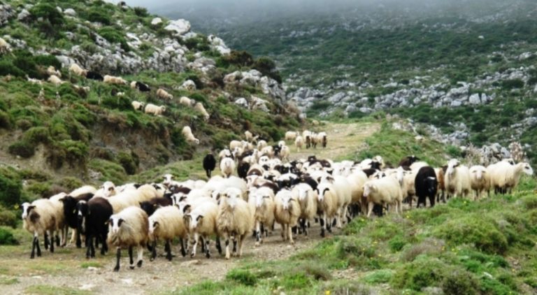 Β. Κόκκαλης: Ομάδα παραγωγών για το καλαρρύτικο πρόβατο